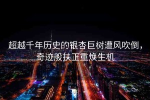 超越千年歷史的銀杏巨樹遭風(fēng)吹倒，奇跡般扶正重?zé)ㄉ鷻C(jī)