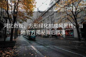 河北奇觀，方形綠化樹(shù)成風(fēng)景線，當(dāng)?shù)毓俜浇颐乇澈蠊适? title=