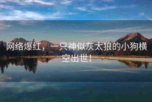 網絡爆紅，一只神似灰太狼的小狗橫空出世！