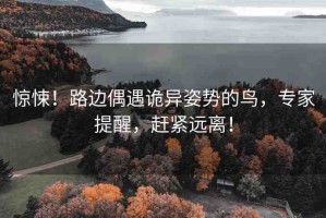 驚悚！路邊偶遇詭異姿勢的鳥，專家提醒，趕緊遠離！