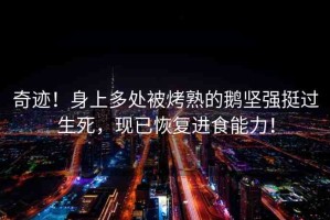 奇跡！身上多處被烤熟的鵝堅(jiān)強(qiáng)挺過(guò)生死，現(xiàn)已恢復(fù)進(jìn)食能力！