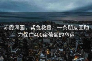 赤霞滿園，緊急救援，一條朋友圈助力保住400畝葡萄的命運