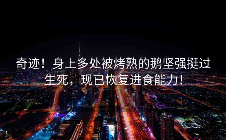 奇跡！身上多處被烤熟的鵝堅強挺過生死，現已恢復進食能力！