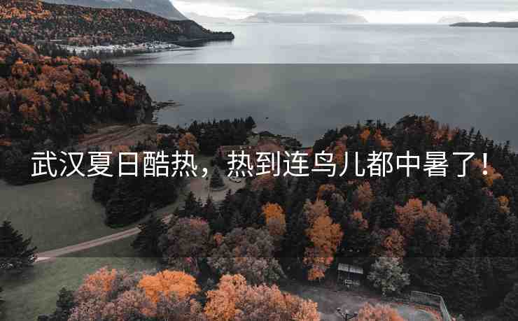 武漢夏日酷熱，熱到連鳥兒都中暑了！